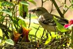 Northern Mockingbird