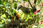 Northern Mockingbird