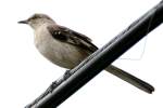 Northern Mockingbird