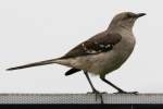 Northern Mockingbird