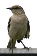 Northern Mockingbird