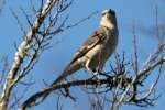 Northern Mockingbird