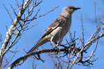 Northern Mockingbird