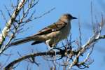 Northern Mockingbird