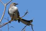 Northern Mockingbird