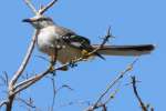 Northern Mockingbird