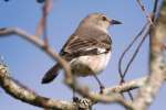 Northern Mockingbird