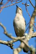 Northern Mockingbird