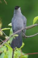 Gray Catbird