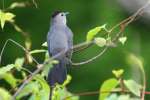 Gray Catbird