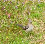 Northern Mockingbird