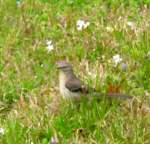 Northern Mockingbird