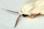 Agreeable Tiger Moth