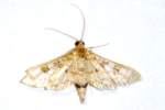 Unidentified Moth