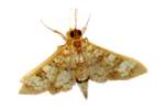 Unidentified Moth