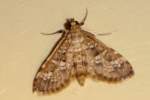 Unidentified Moth