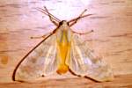 Banded Tussock Moth