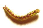 Unidentified Caterpillar