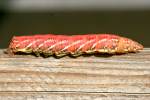 Unidentified Caterpillar