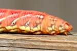 Unidentified Caterpillar