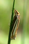 Eastern Grass-veneer Moth