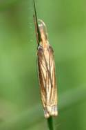 Eastern Grass-veneer Moth