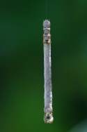 Curve-toothed Geometer Caterpillar