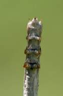 Curve-toothed Geometer Caterpillar