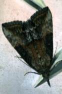 Green Cloverworm Moth