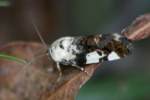 Exposed Bird Dropping Moth