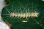 Fall Webworm Moth