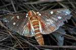 Regal Moth