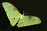 Luna Moth