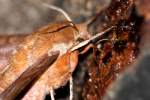 Azalea Sphinx Moth