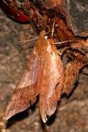 Azalea Sphinx Moth