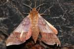 Azalea Sphinx Moth