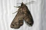 Large Paectes Moth