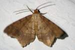 Unidentified Moth