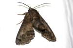 Large Paectes Moth