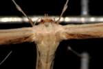 Groundsel Plume Moth