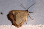 Unidentified Moth