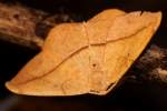 Juniper-twig Geometer Moth