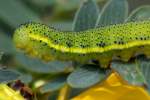 Unidentified Caterpillar