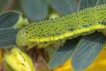 Unidentified Caterpillar