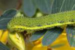 Unidentified Caterpillar