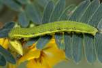 Unidentified Caterpillar