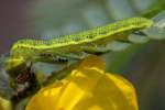 Unidentified Caterpillar