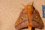 Spiny Oakworm Moth