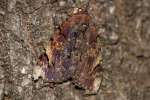 Unidentified Moth