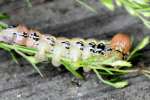 Unidentified Caterpillar